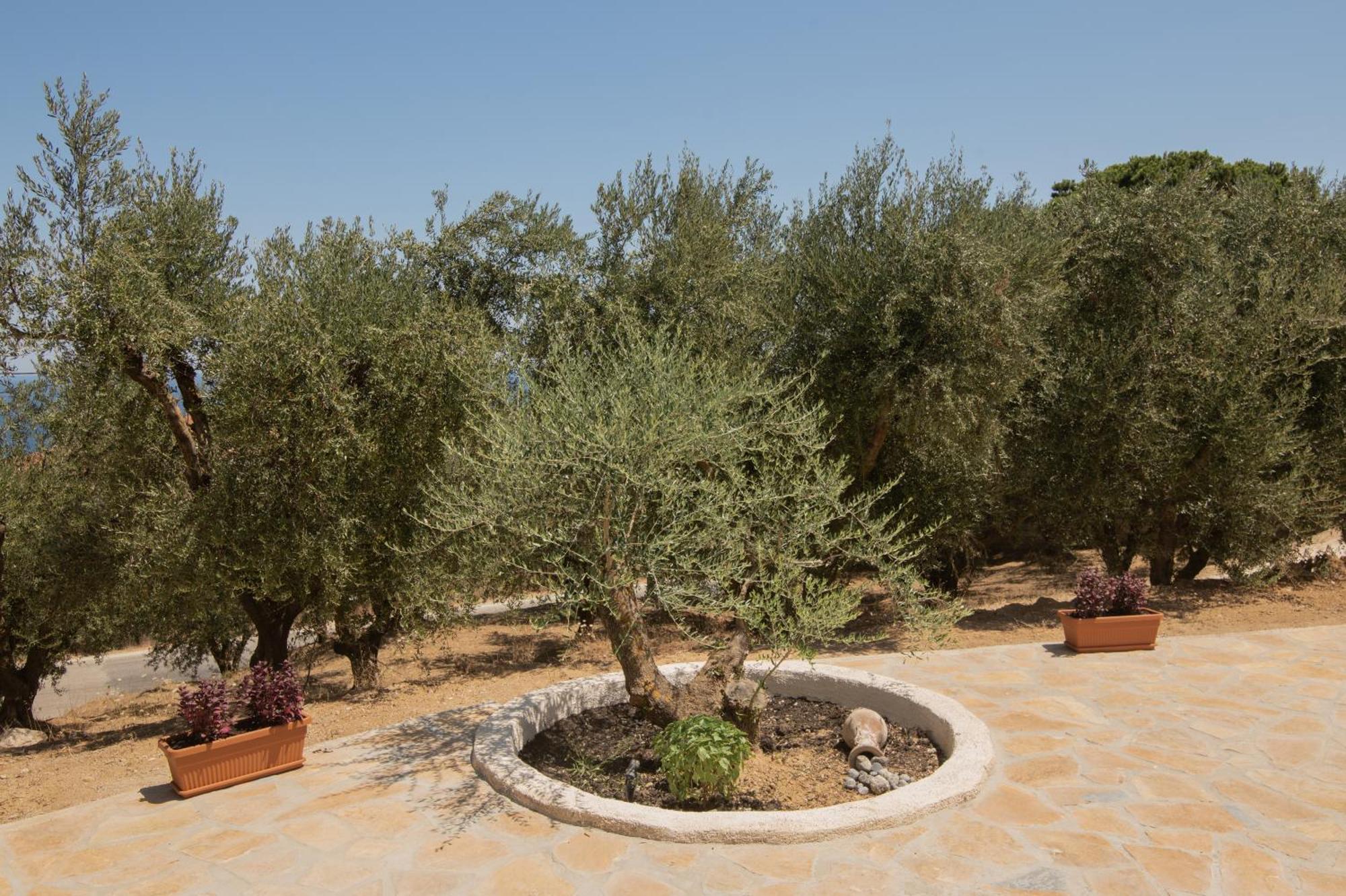 Cossoro Villas Zakynthos Xirokastellon Ruang foto